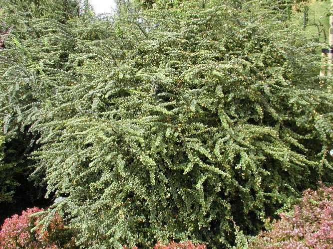 Барбарис тунберга Грин Орнаментал