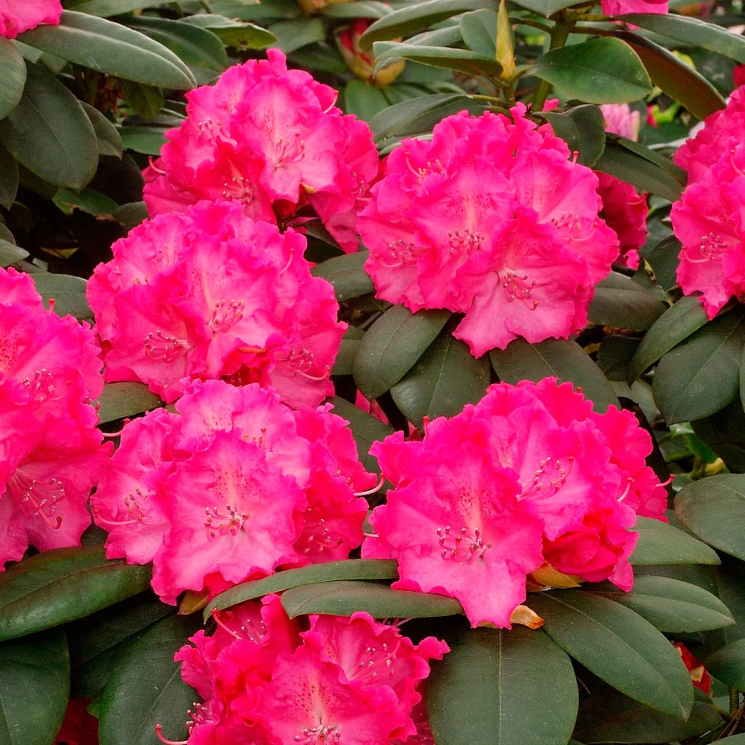 Рододендрон вечнозеленый Германия