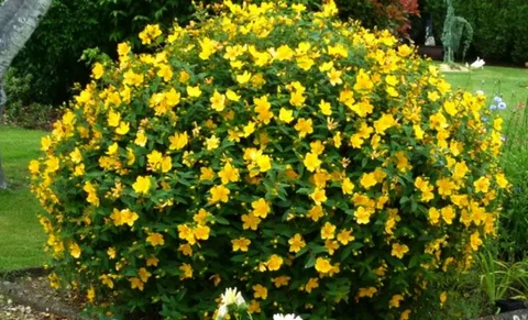 Зверобой кустарниковый Отумн Блейз