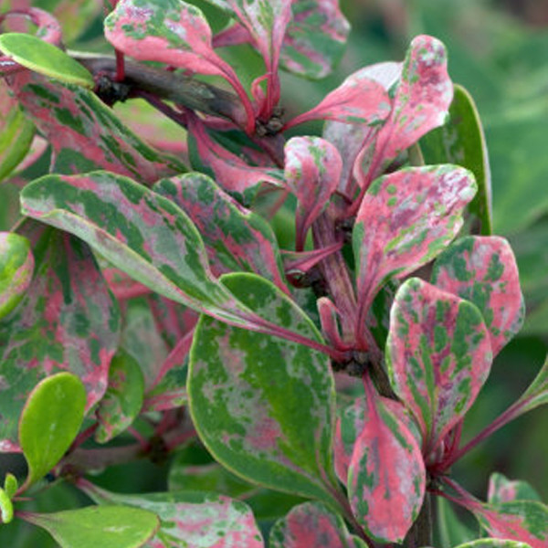 Барбарис тунберга Келлерис