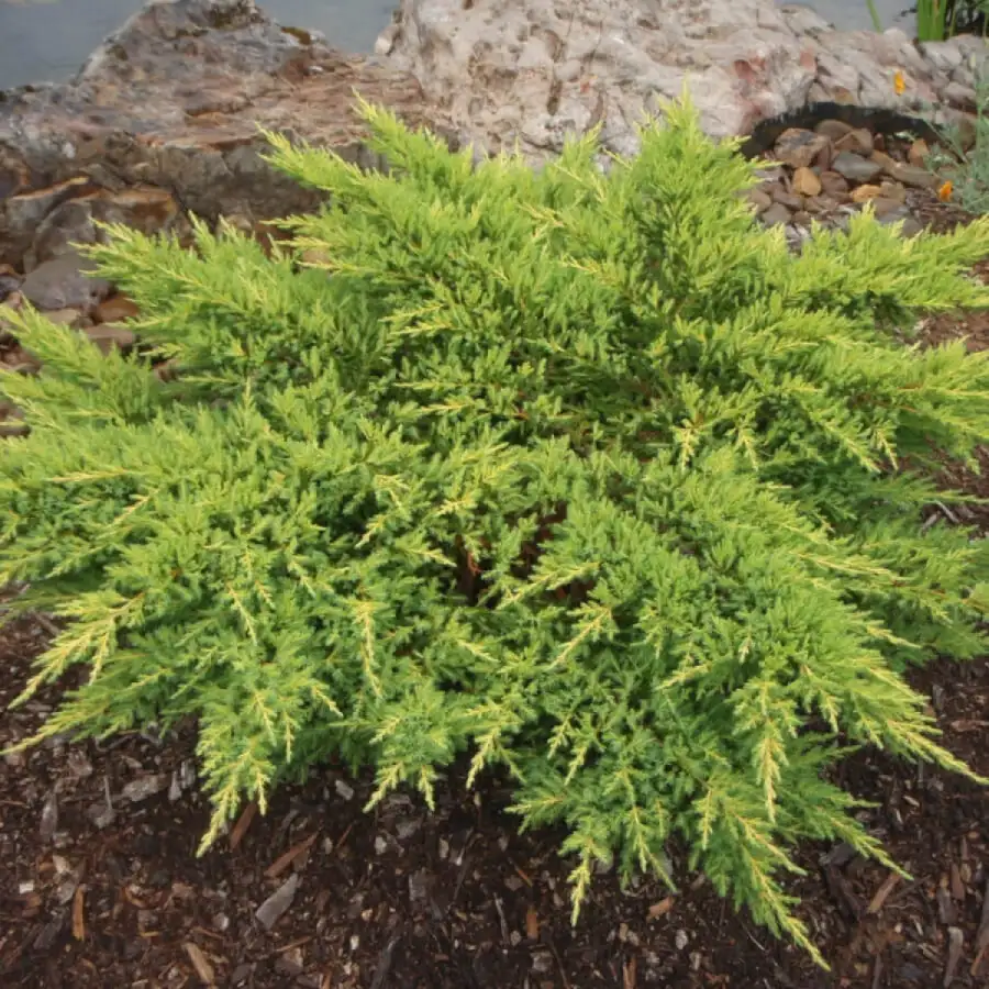 Можжевельник Пфитцера (Вильгельм Пфитцер)