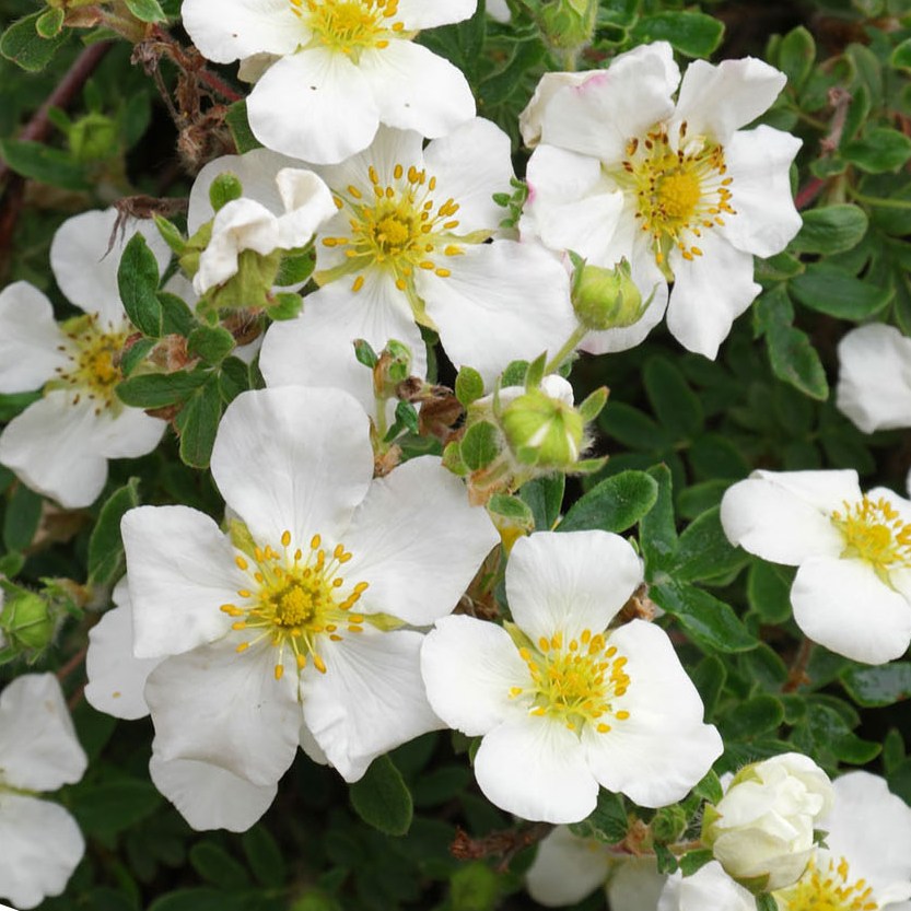 ЛАПЧАТКА КУСТАРНИКОВАЯ ТИЛФОРД КРЕМ