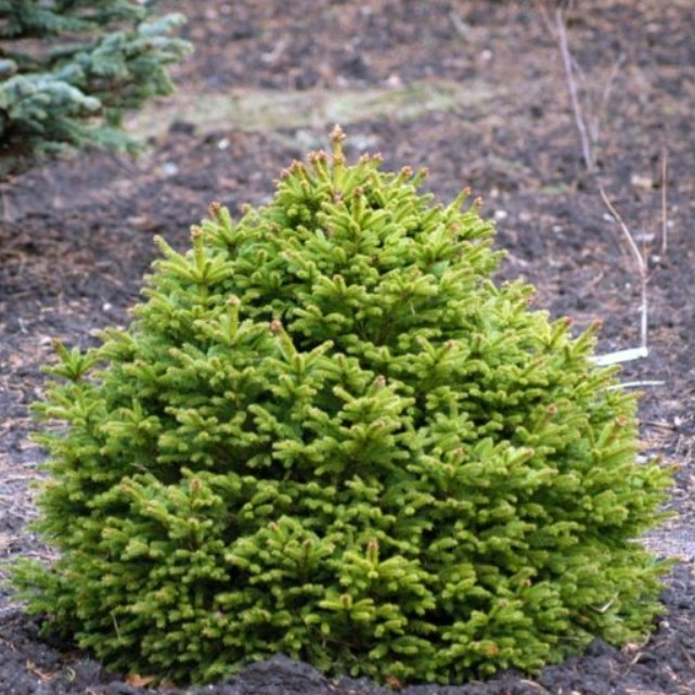 Ель обыкновенная Бари