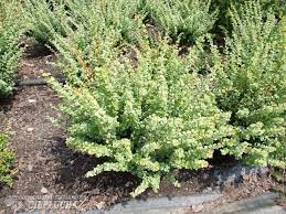 Барбарис тунберга Келлерис