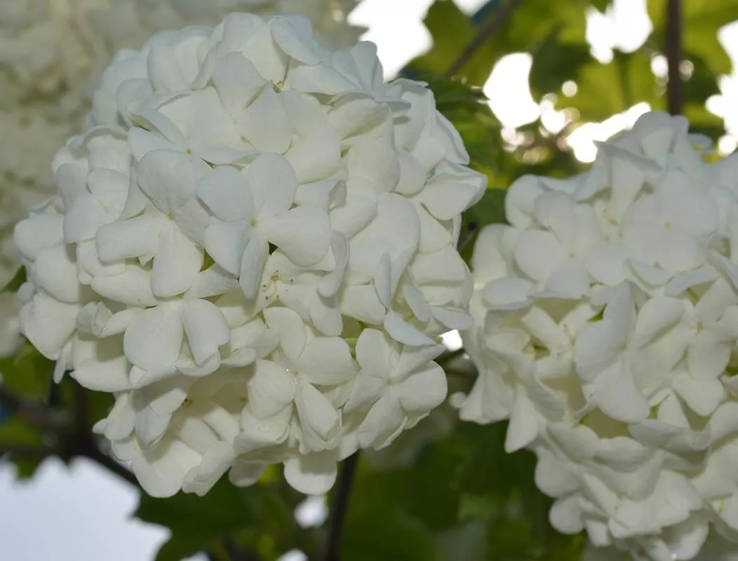 Калина обыкновенная Похьян Нейто