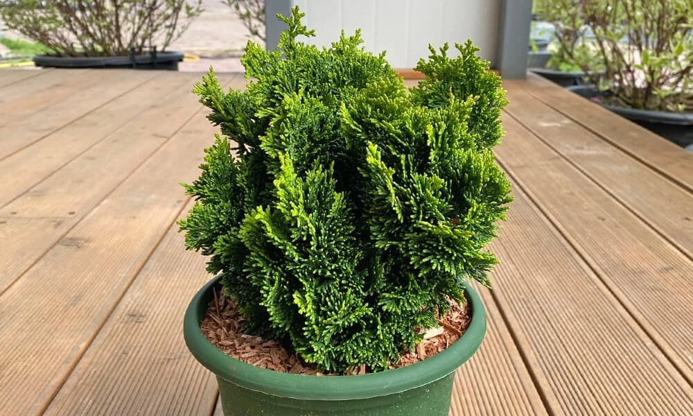 Кипарисовик Тупой Нана Грацилис 