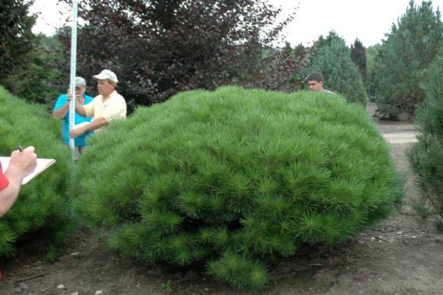 Сосна густоцветковая Джейн Клуис