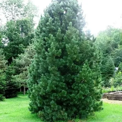 Сосна румелийская