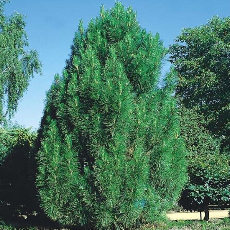 Сосна черная Пирамидалис