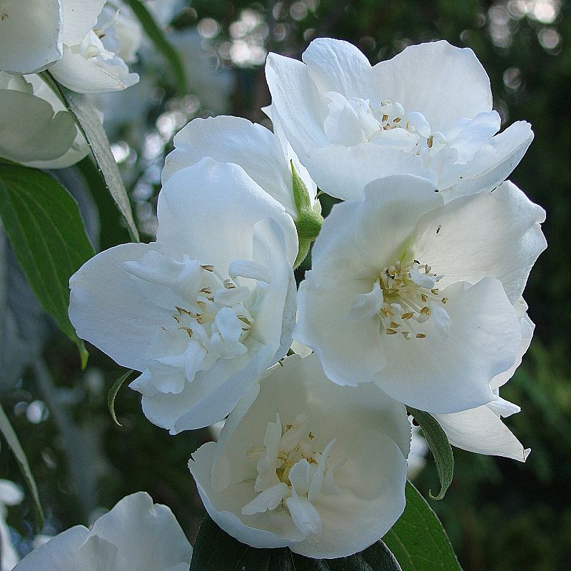 Чубушник Лемуана Эректус	