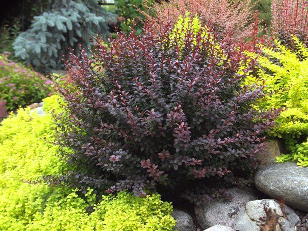 Барбарис Дартс Рэд Леди