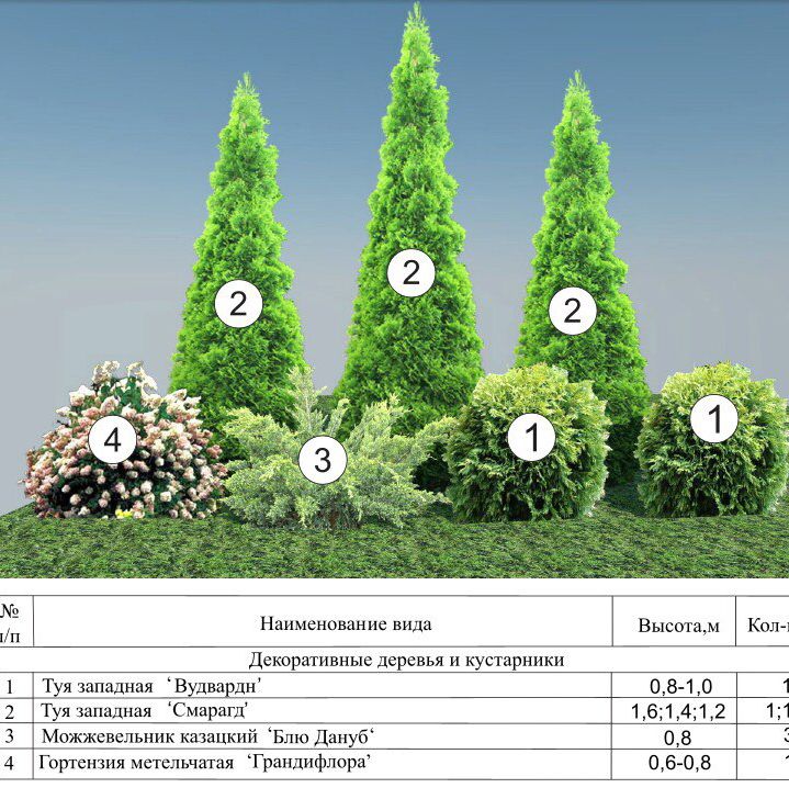 Туя западная Смарагд с2