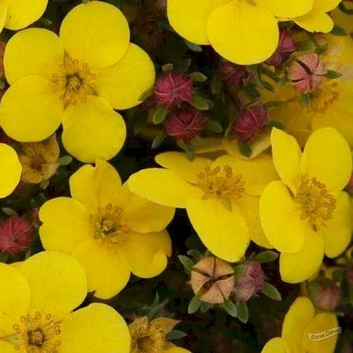 Лапчатка кустарниковая Саммерфлор