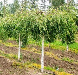 Берёза полезная Лонг Транк на штамбе