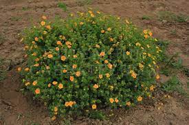 Лапчатка Танжерин