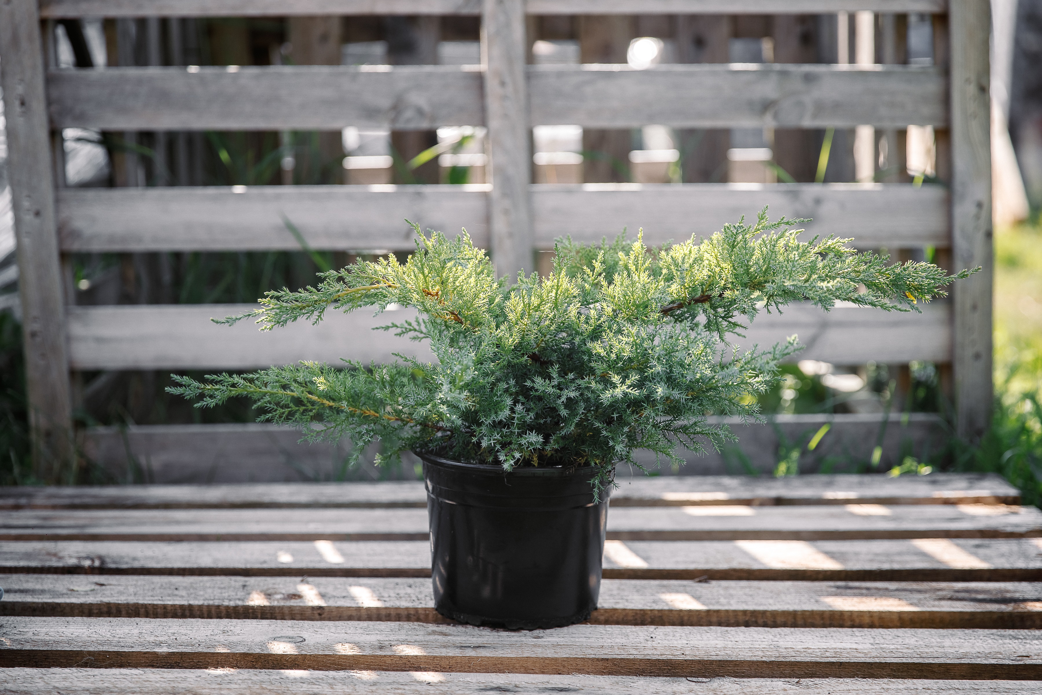 Можжевельник Пфитцера (Вильгельм Пфитцер)