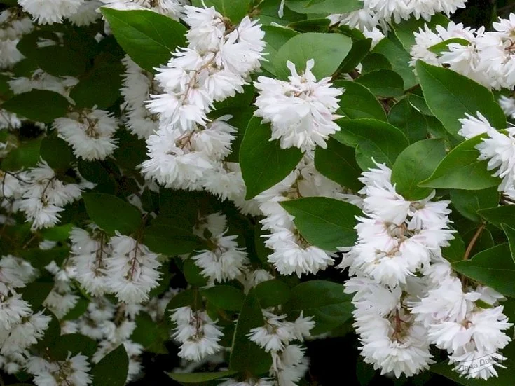 Дейция шершавая Кандидиссима