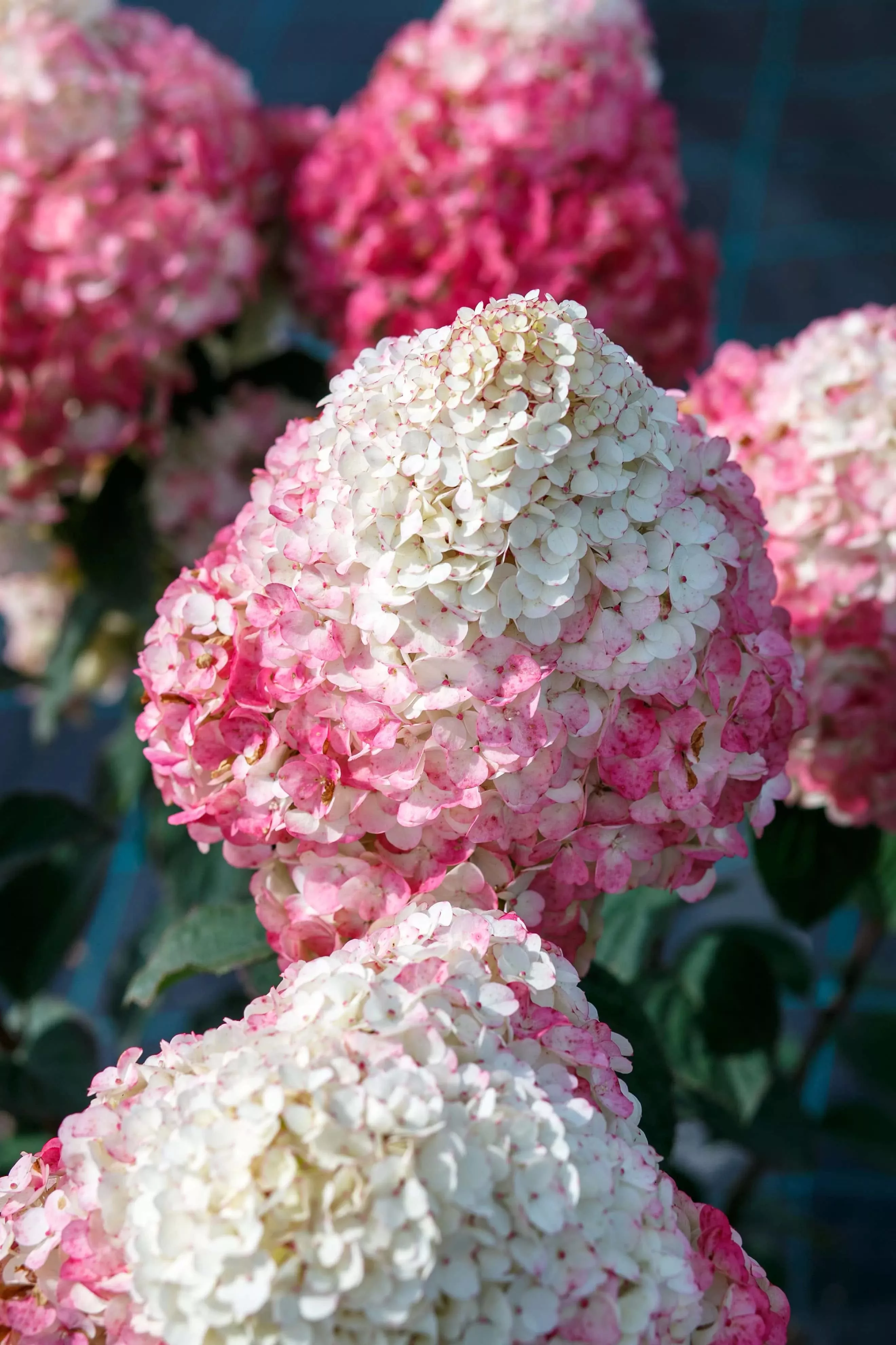 Гортензия Метельчатая Самарская Лидия