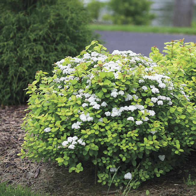 Спирея березолистная Исланд