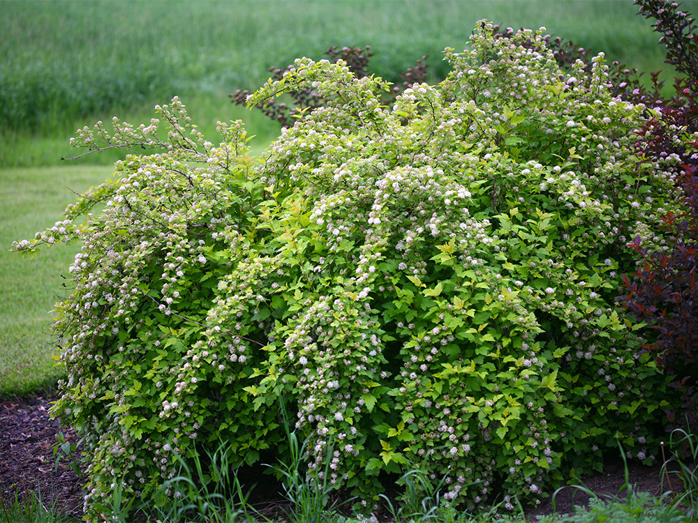 Пузыреплодний калинолистный Наггет (Physocarpus opulifolius Nugget)