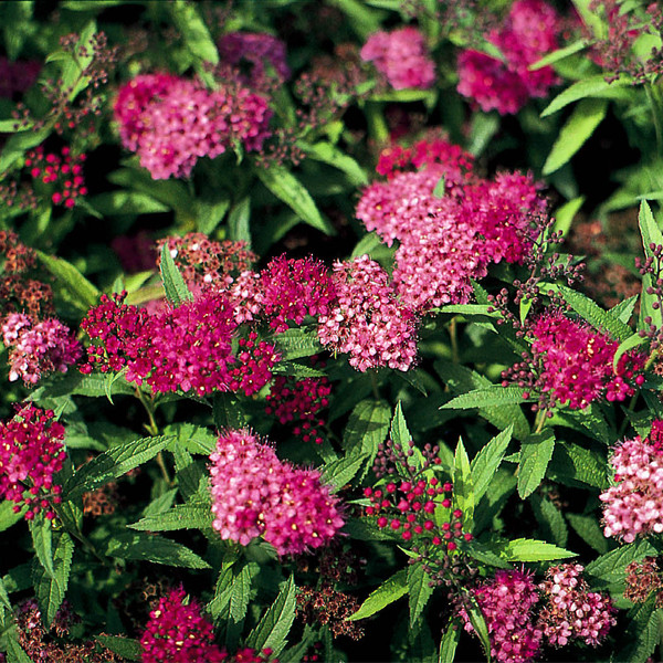 Спирея японская Неон флэш