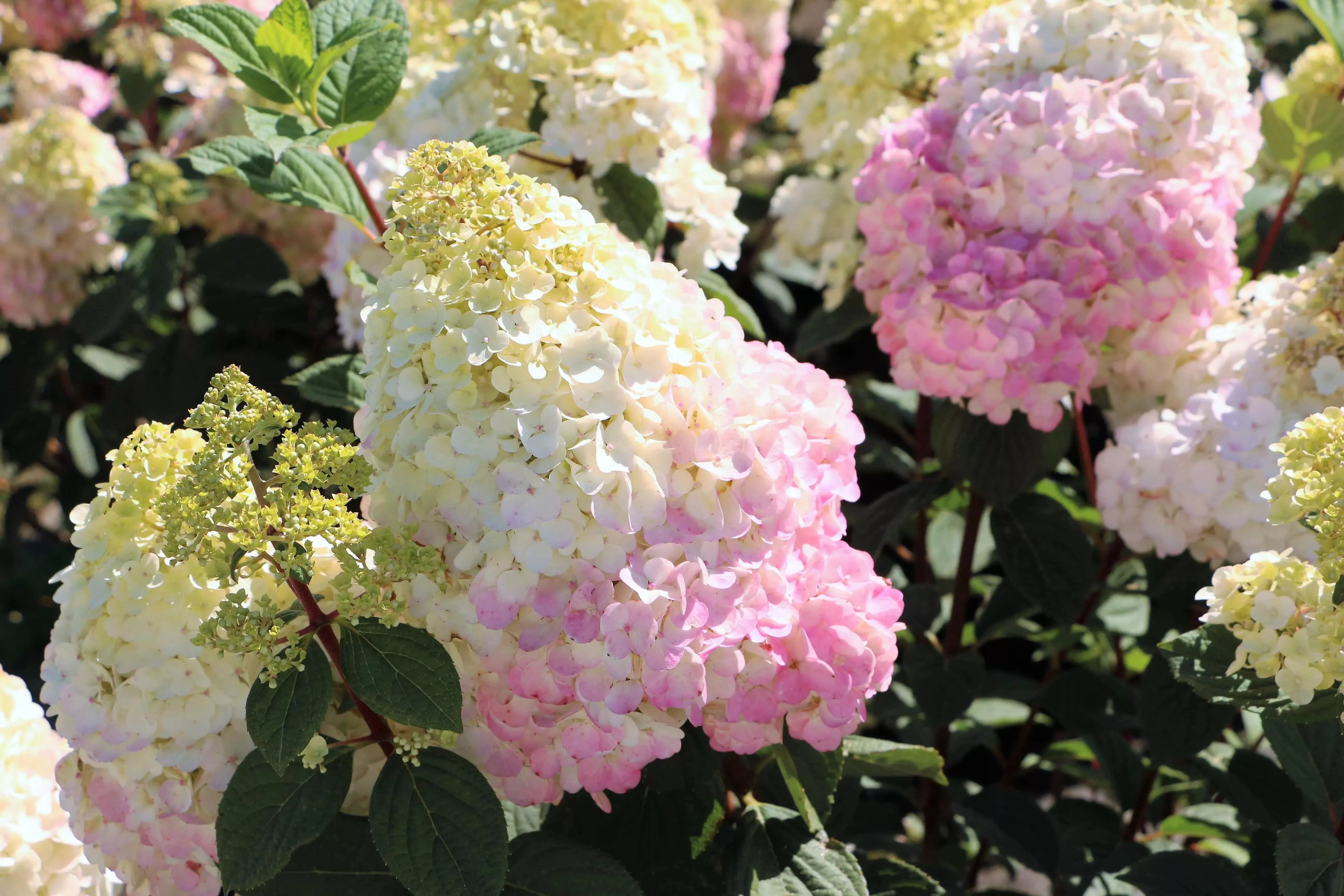 Гортензия Метельчатая Самарская Лидия