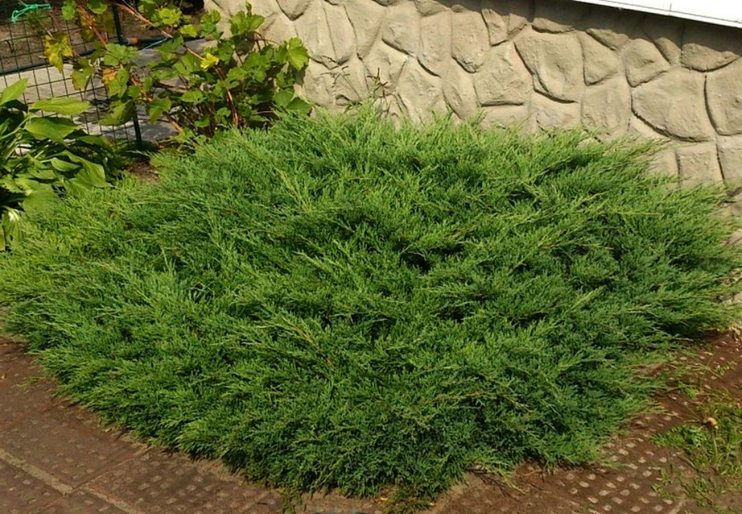 Можжевельник Андора Компакта