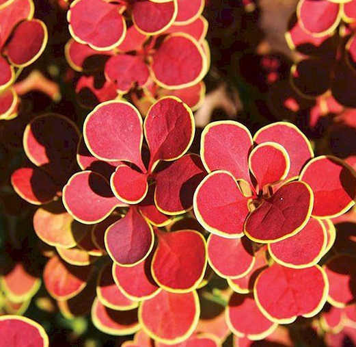 Барбарис тунберга Оранж Санрайз