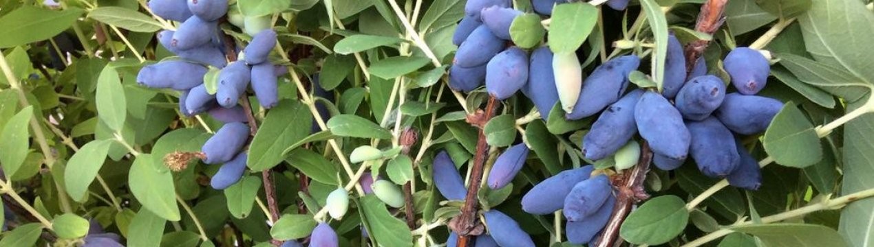 Жимолость съедобная крупноплодная Югана