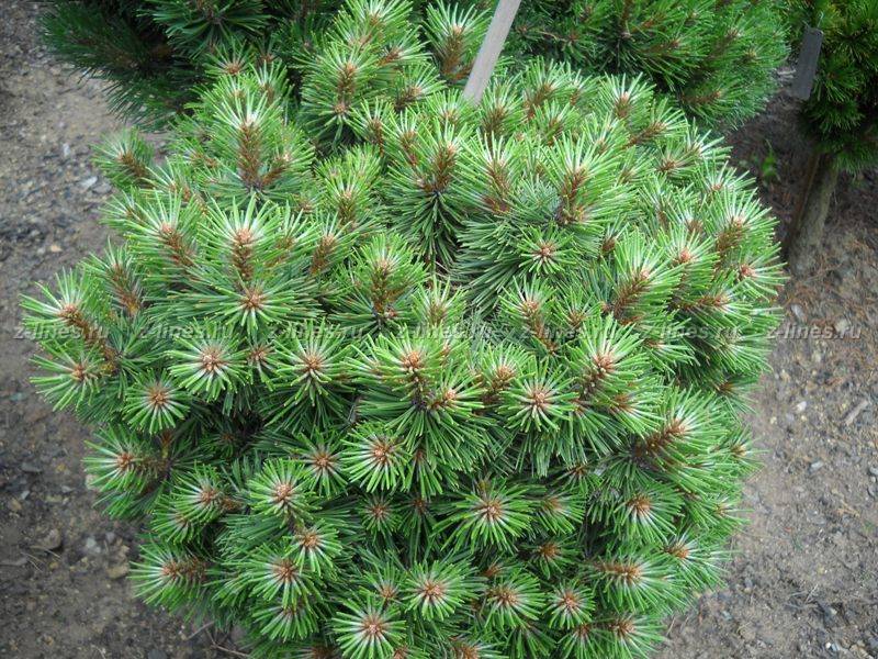 Сосна черная Нана
