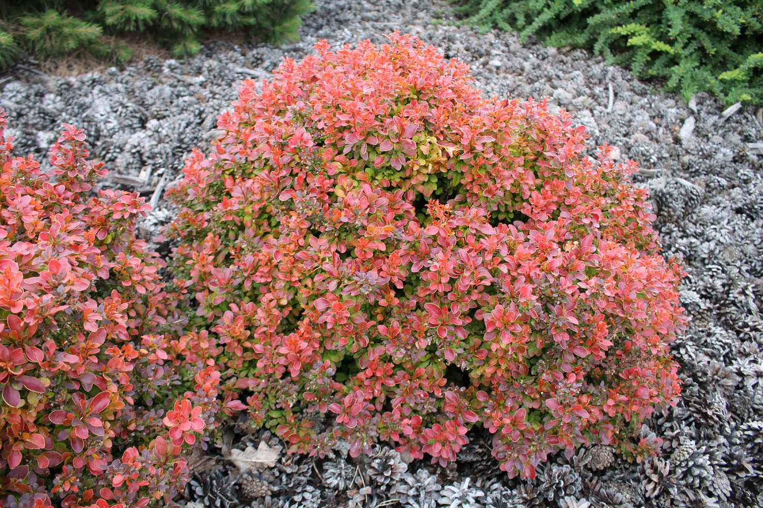 Барабрис тунберга  Адмирейшн