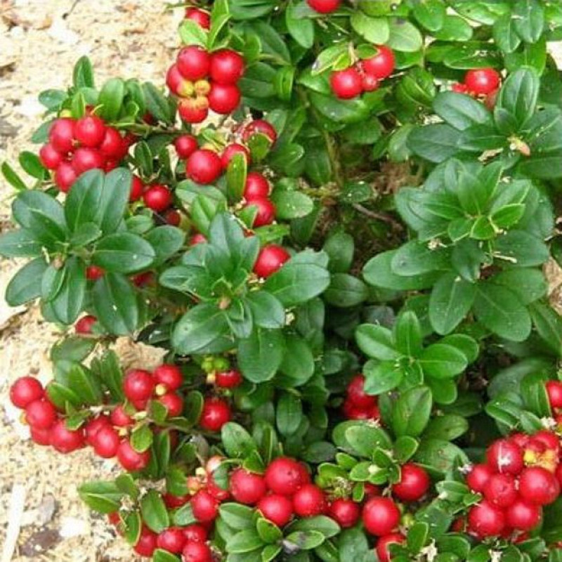 Брусника Коралл