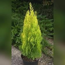 Туя восточная / Плосковеточник Пирамидалис Ауреа