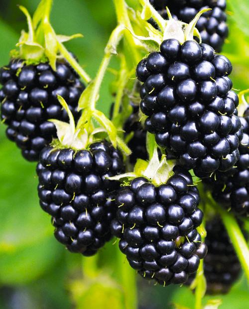 Ежевика Надчез