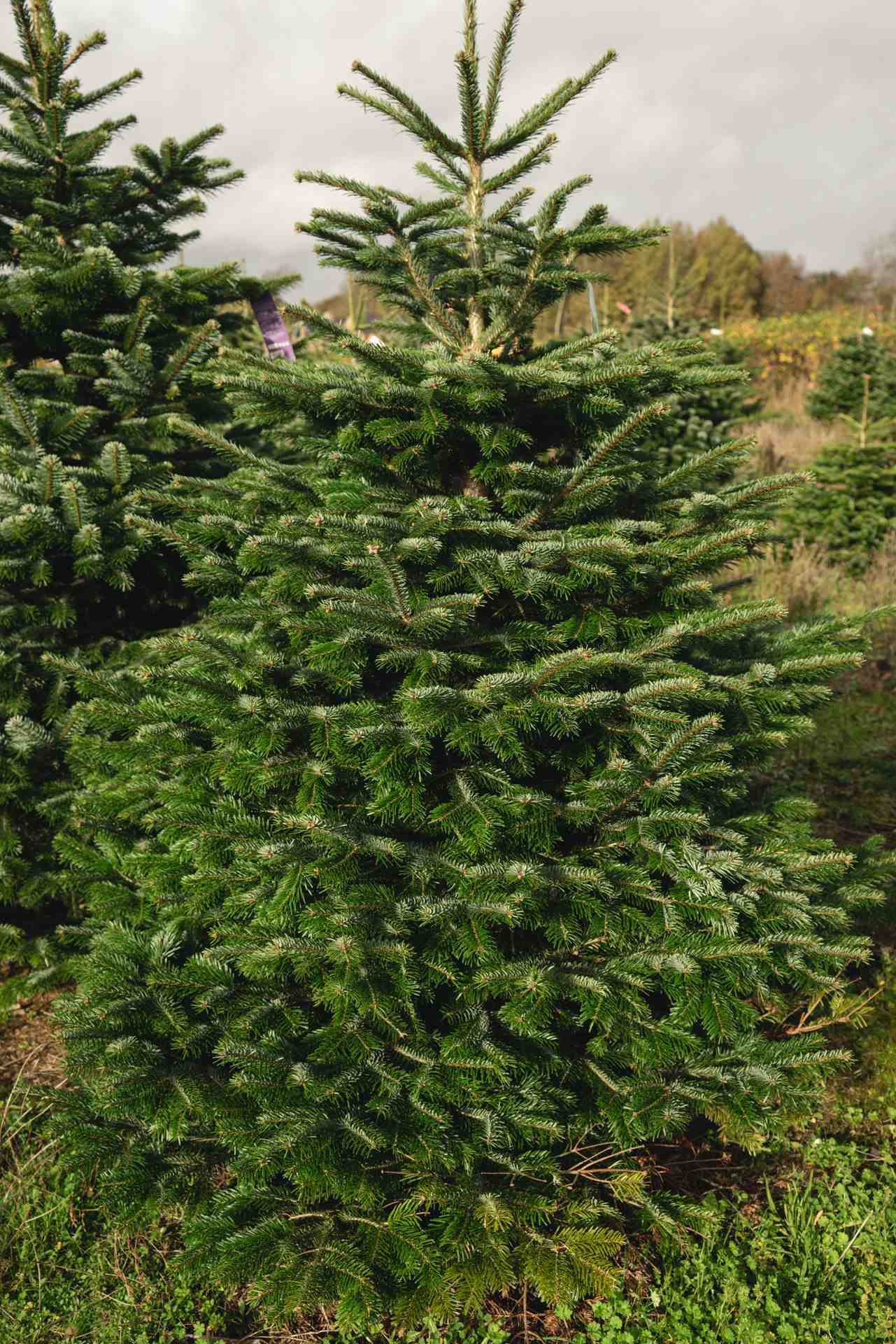 Пихта Нормандская