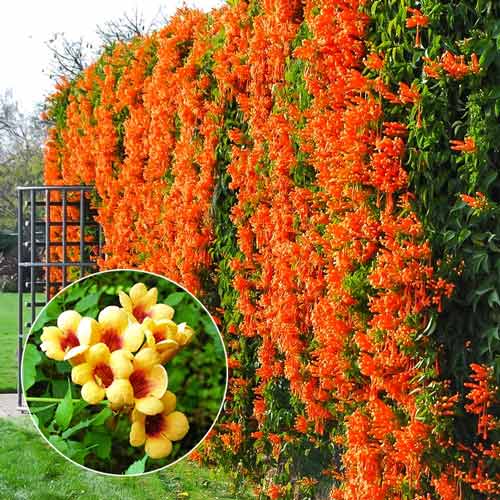 Кампси Джуди