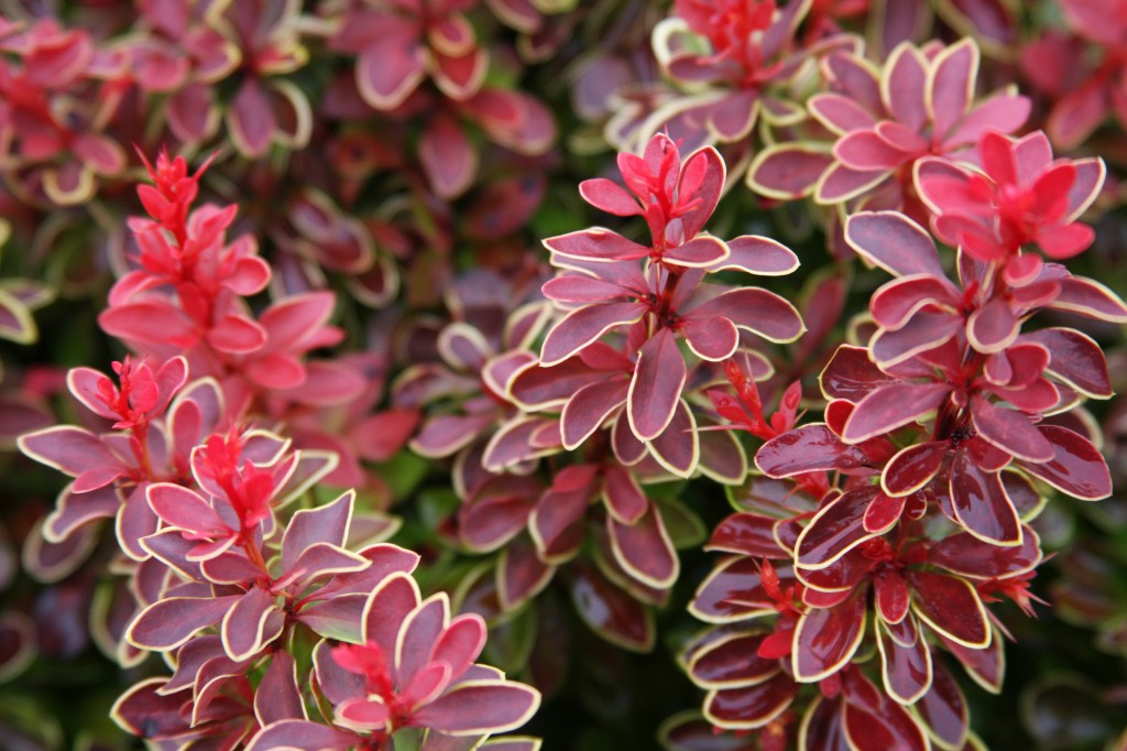 Барбарис Тунберга Чикита