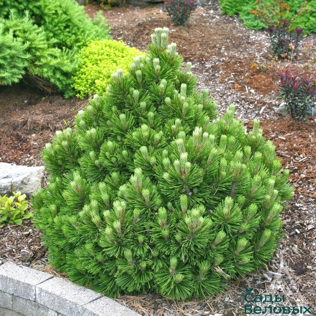 Сосна боснийская Сателит