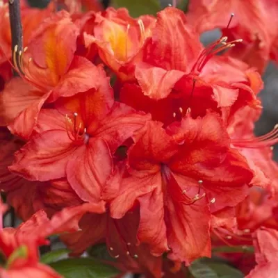 Азалия листопадная Фейерверк