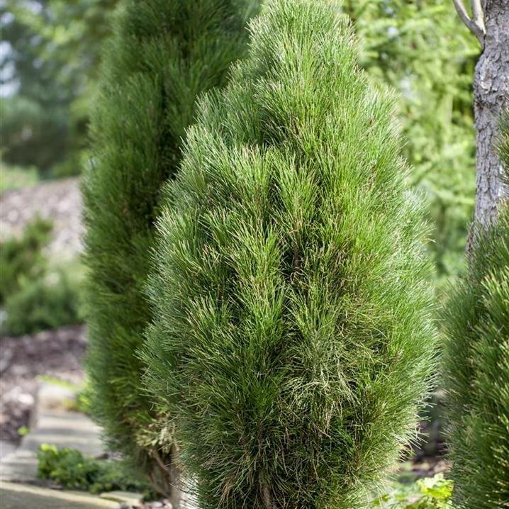 Сосна Грин тауэр