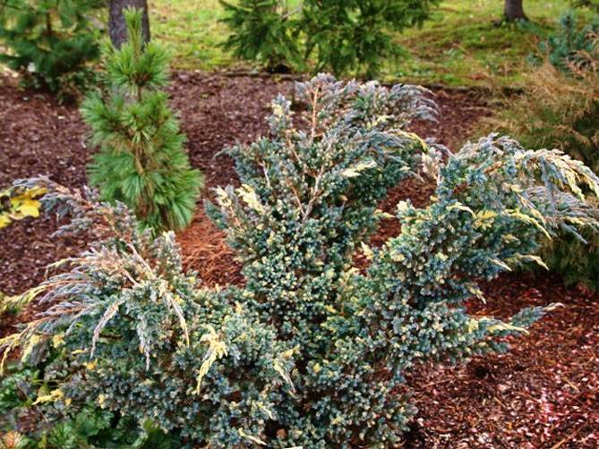 Можжевельник чешуйчатый Голд Флэйм