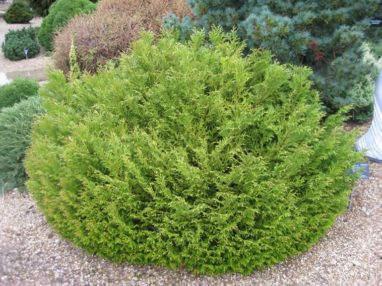 Туевик долотовидный Нана