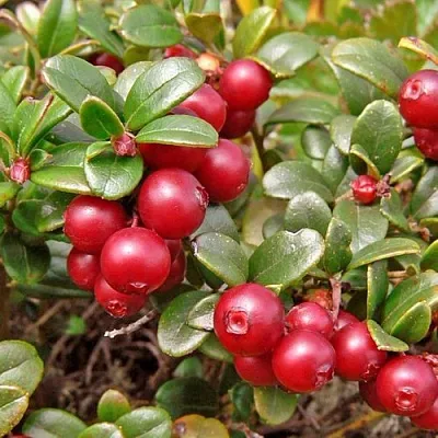 Брусника Коралл