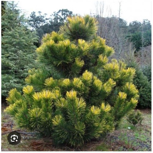 Сосна тунберга Огон