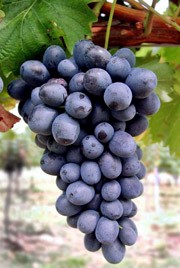 Виноград  Неро