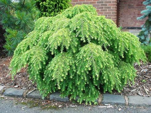 Тсуга канадская Йеделоч 