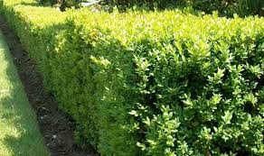 Самшит вечнозеленый «sempervirens»