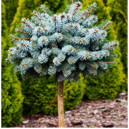 Ель «JB's Broom» (Джей-Би'с Брум) на штамбе