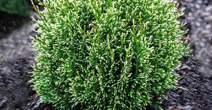 Туя западная Мисс Фрости