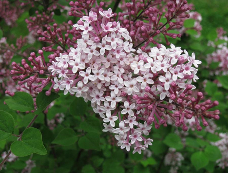 Сирень 'Сирень Джози, Syringa `Josee  